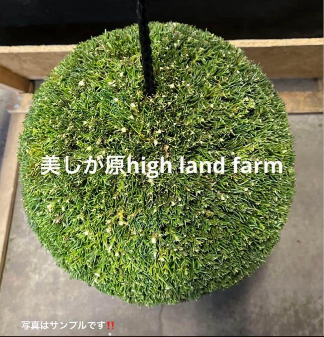 杉玉　約30センチ‼️お客様ご注文品　木札紐ご希望　♪