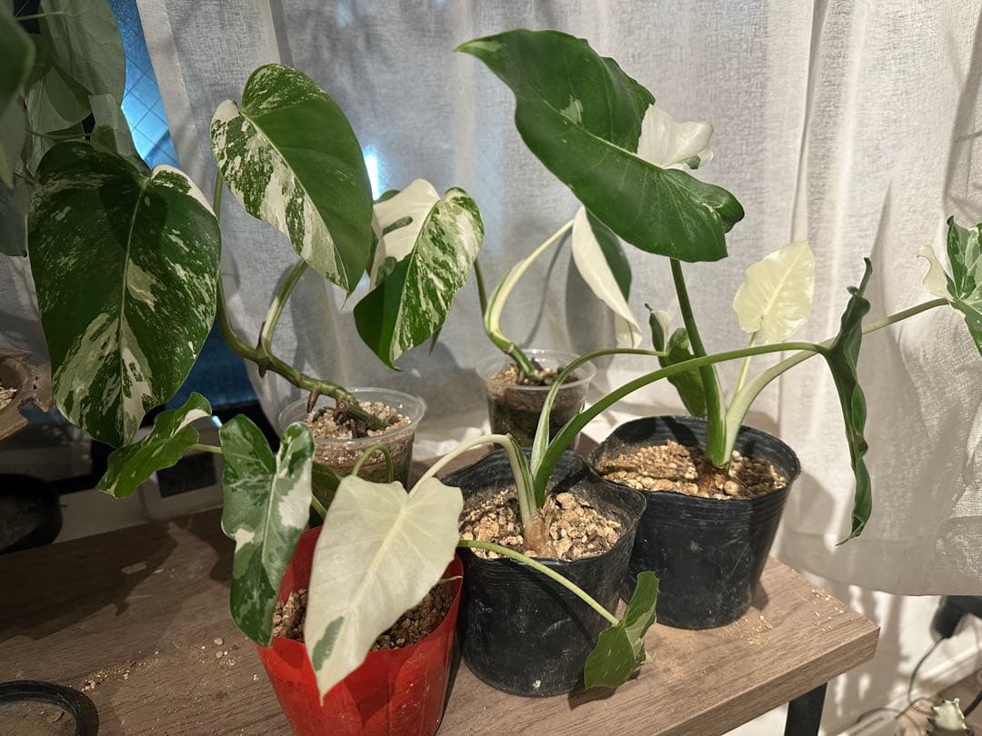 ✨セール品✨斑入りモンステラ・クワズイモ 5点セット