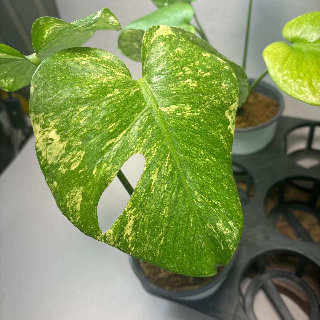 さ*ん様 5株セットms43【特別選抜】ホワイトモンスター／天津蘭 モンステラ斑