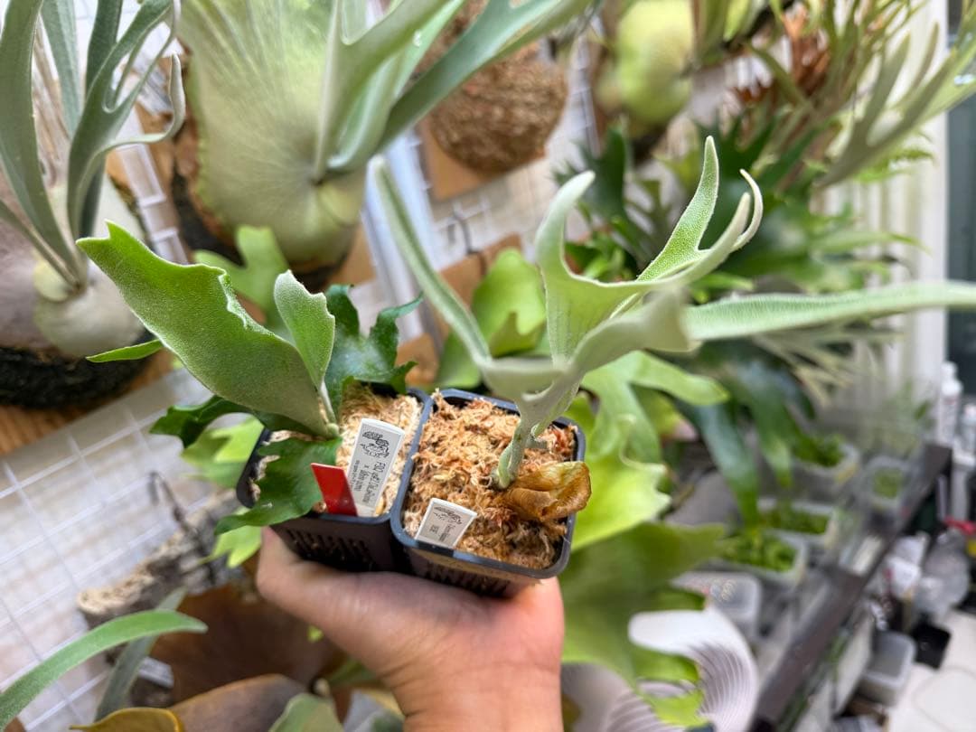 Mr.kitaro専用 vellii pup &UNEUNE pup