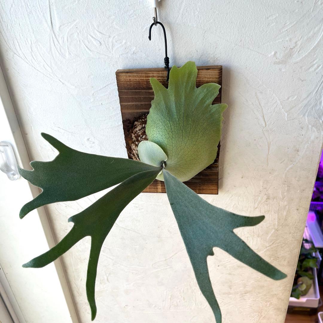 ぽ*様 ビカクシダ　ウィリンキー　月光爪哇　子株　板付