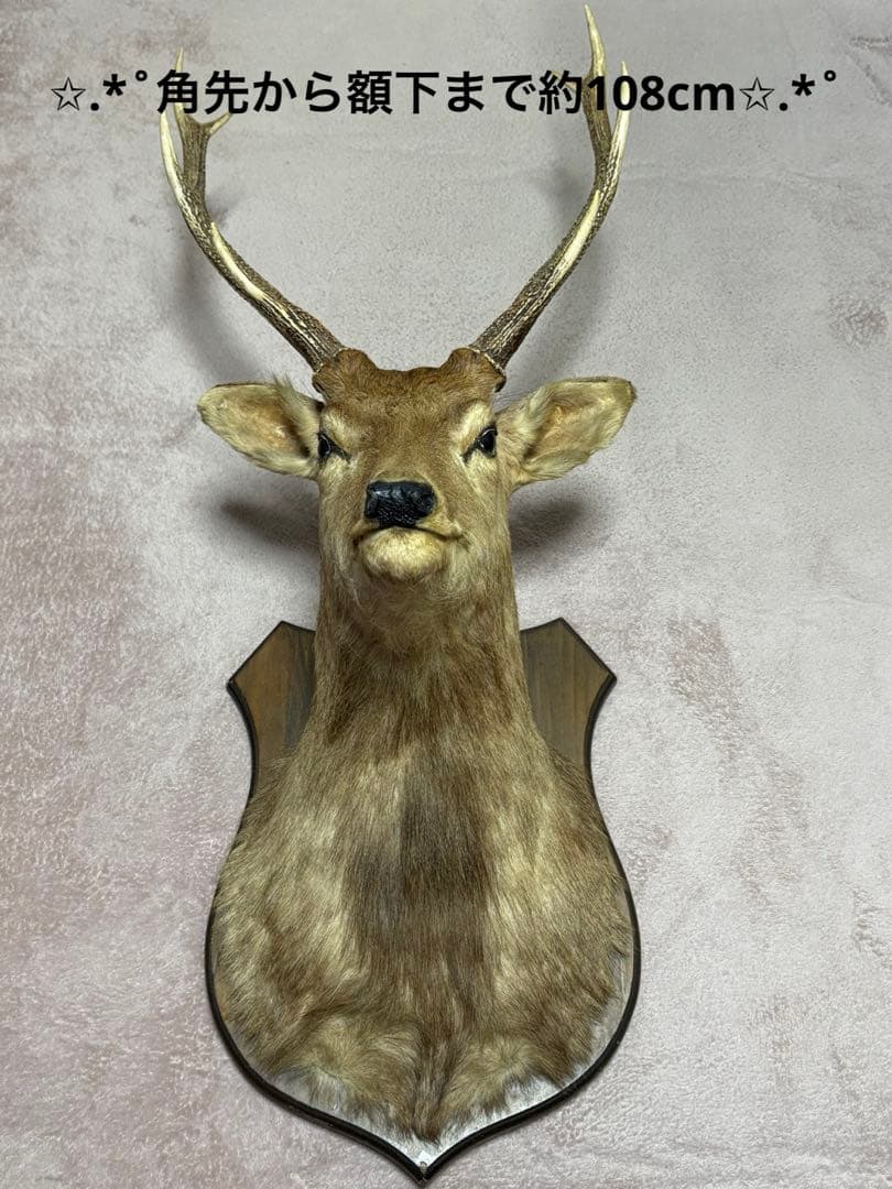 ✩.*˚鹿の剥製✩.*˚