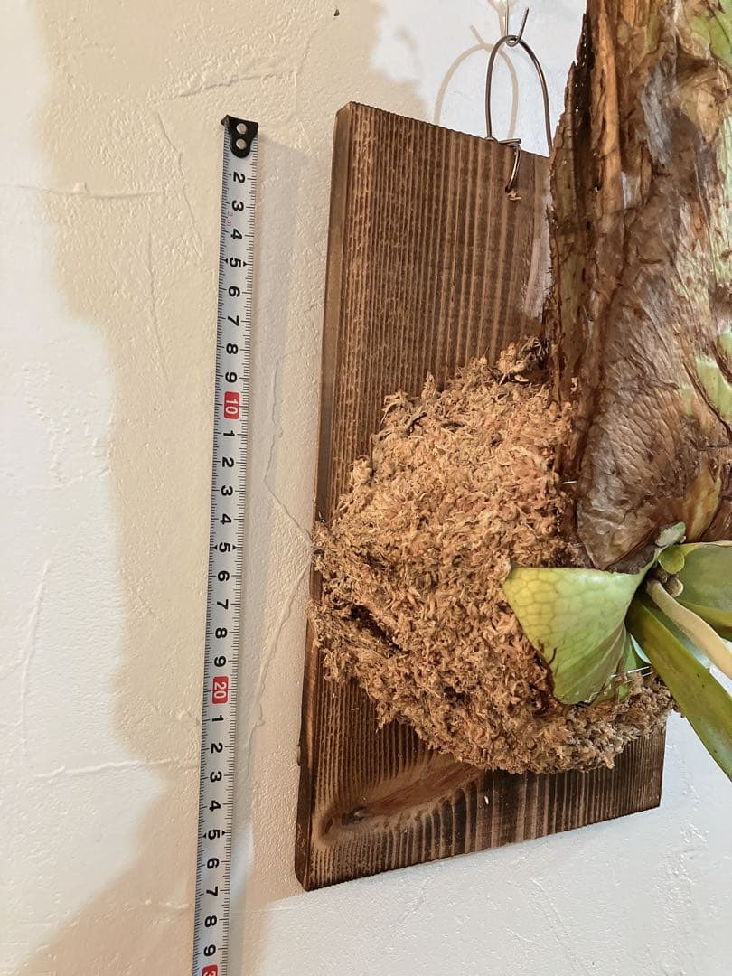 特大ビカクシダ　ウィリンキーwild\"east java\" コウモリラン