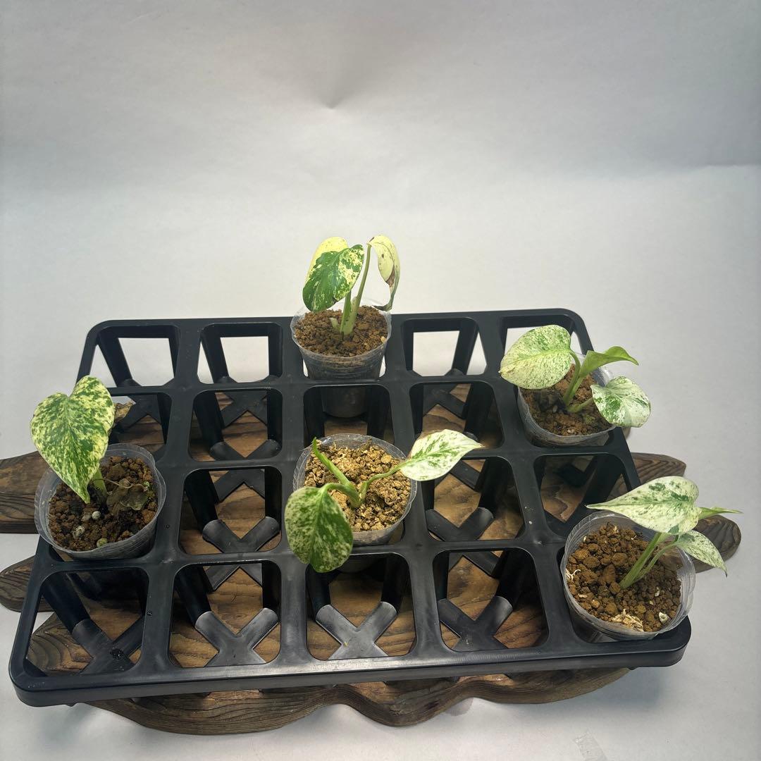 /*様 5株セットms95【特別選抜】ホワイトモンスター／天津蘭 モンステラ斑入