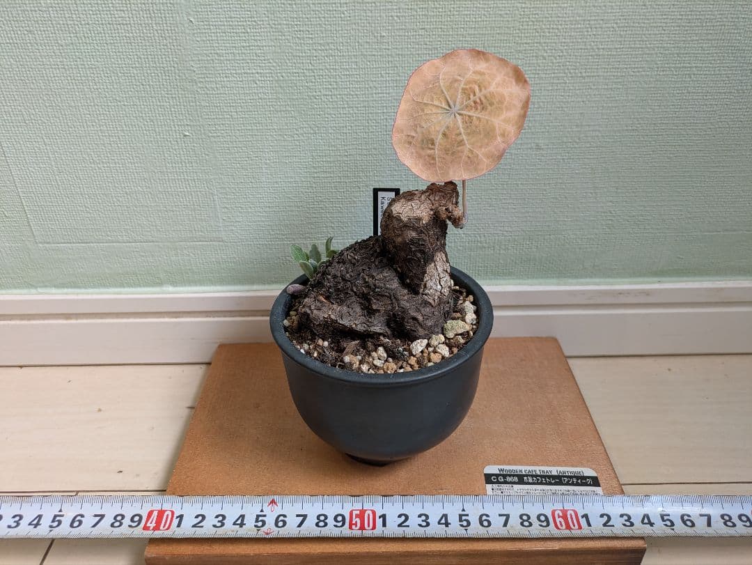 アクセラシルバー　ステファニアカウィーサキー