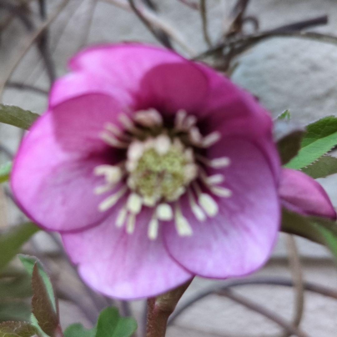 まい大和園 ❤️ 抹茶パステリッシュトレイン❤️クリスマスローズ3苗セット