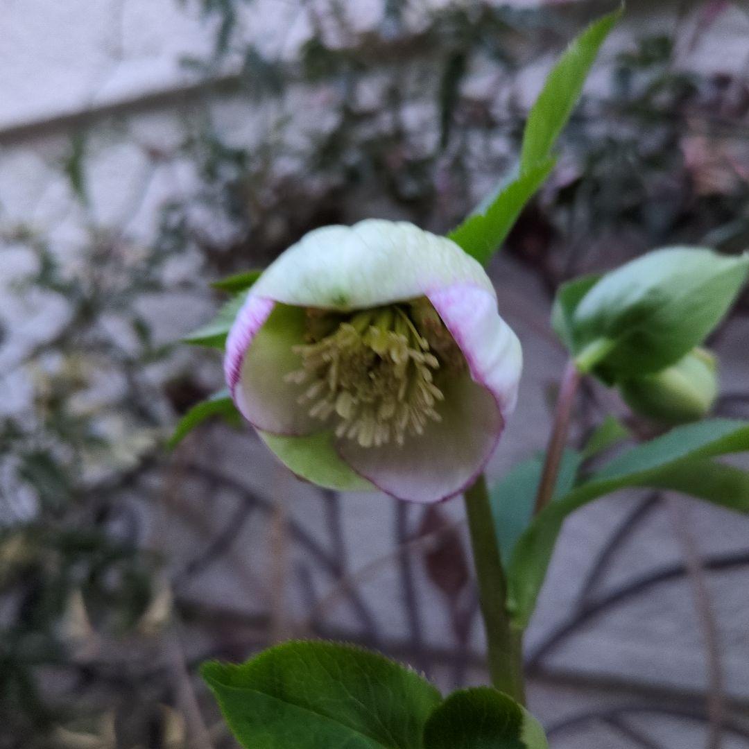 まい大和園 ❤️ 抹茶パステリッシュトレイン❤️クリスマスローズ3苗セット