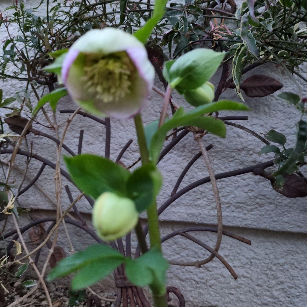 まい大和園 ❤️ 抹茶パステリッシュトレイン❤️クリスマスローズ3苗セット