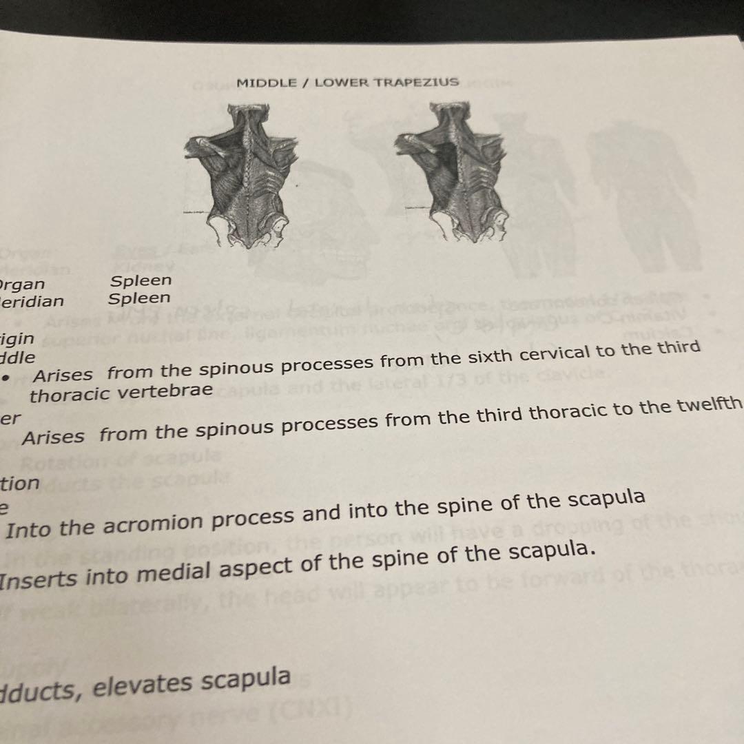 Applied Kinesiology Session 1〜8セミナーノート英語