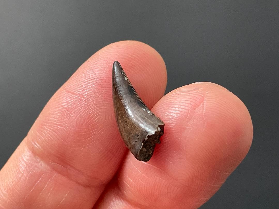 恐竜の歯 ティラノサウルス [DS411] 化石 希少 レア