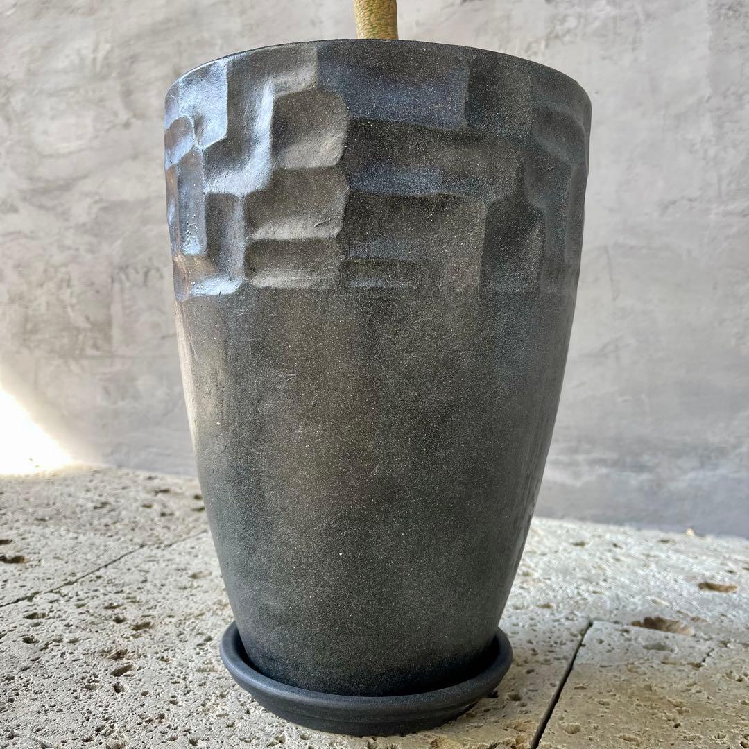 美形　大型　幹極太　エバーフレッシュ　朴仕立て　陶器鉢　植え込み発送