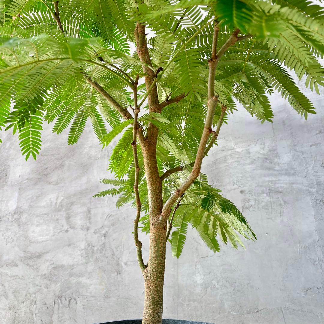 美形　大型　幹極太　エバーフレッシュ　朴仕立て　陶器鉢　植え込み発送