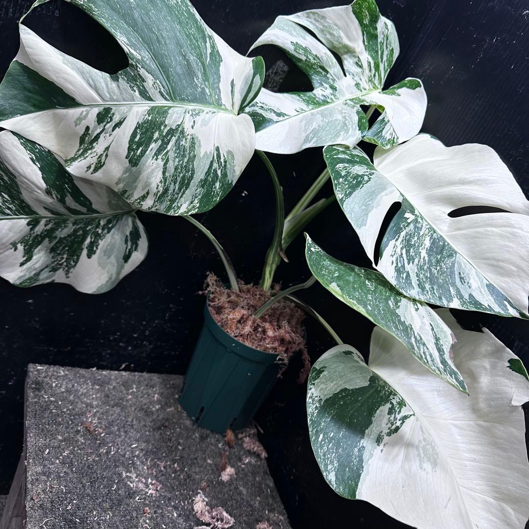 蒼*読様 斑入りモンステラ ホワイトタイガー極美大株48cm白斑多