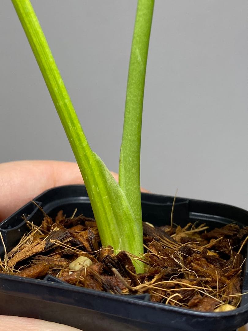 み*ん様 【これは本物です✨】モンステラ　イエローマリリン　黄斑　オーレア　希少