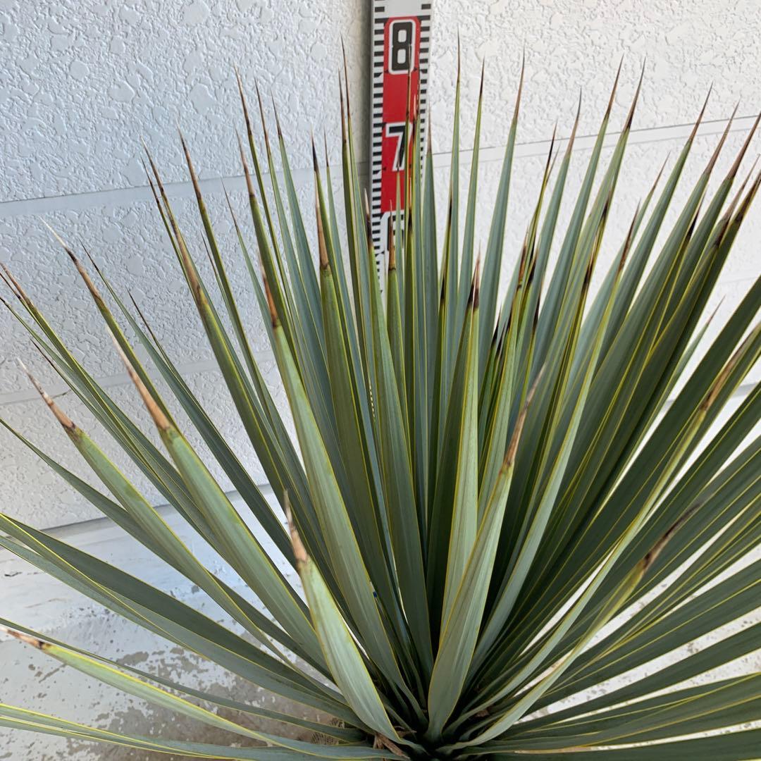 ユッカロストラータ　耐寒性　ドライガーデン　ロックガーデン　28