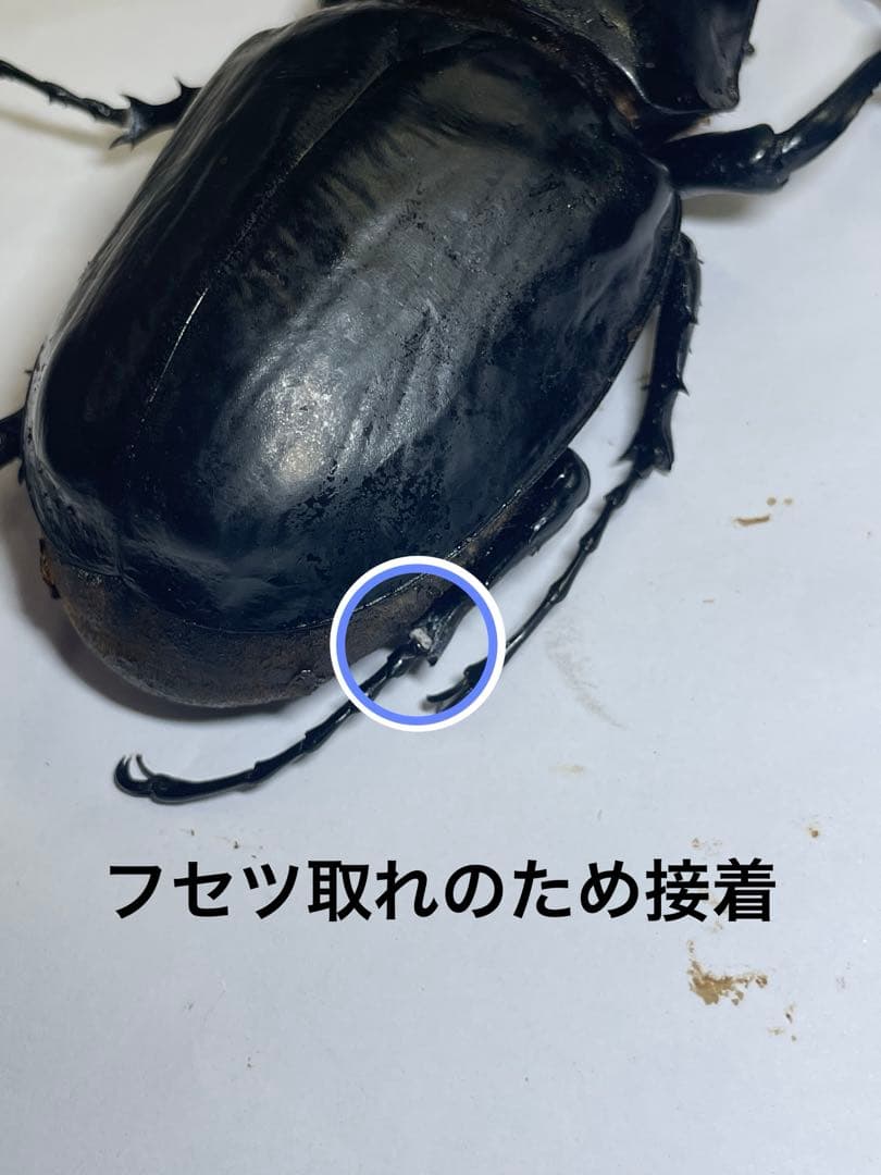 レックス(アクティオン)ゾウカブト　標本用　♂118mm ♀82mm