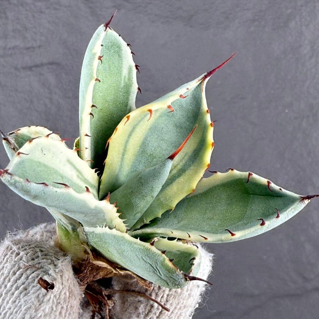 A*d様 【アガベ パリー“オリザバ”】最高コントラスト/明瞭斑入り/L-1