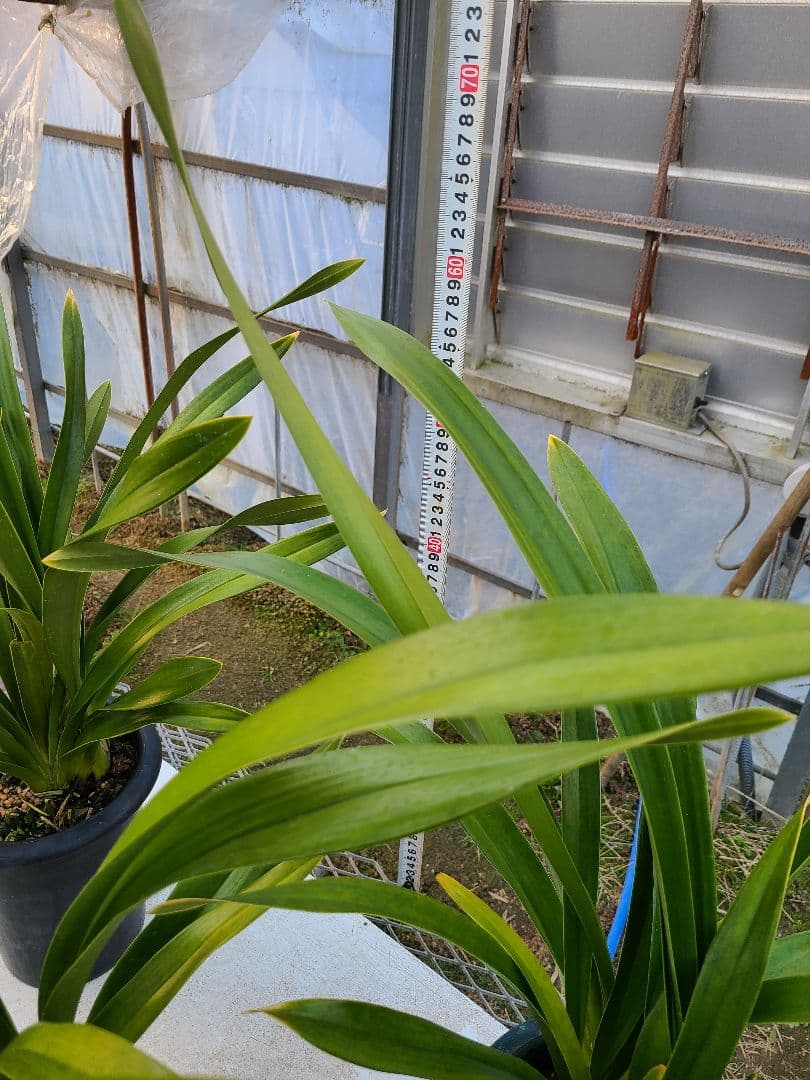 フォアゴットンフルーツ。花芽合計12個。5鉢セット。蜜蜂誘引蘭。日本蜜蜂。