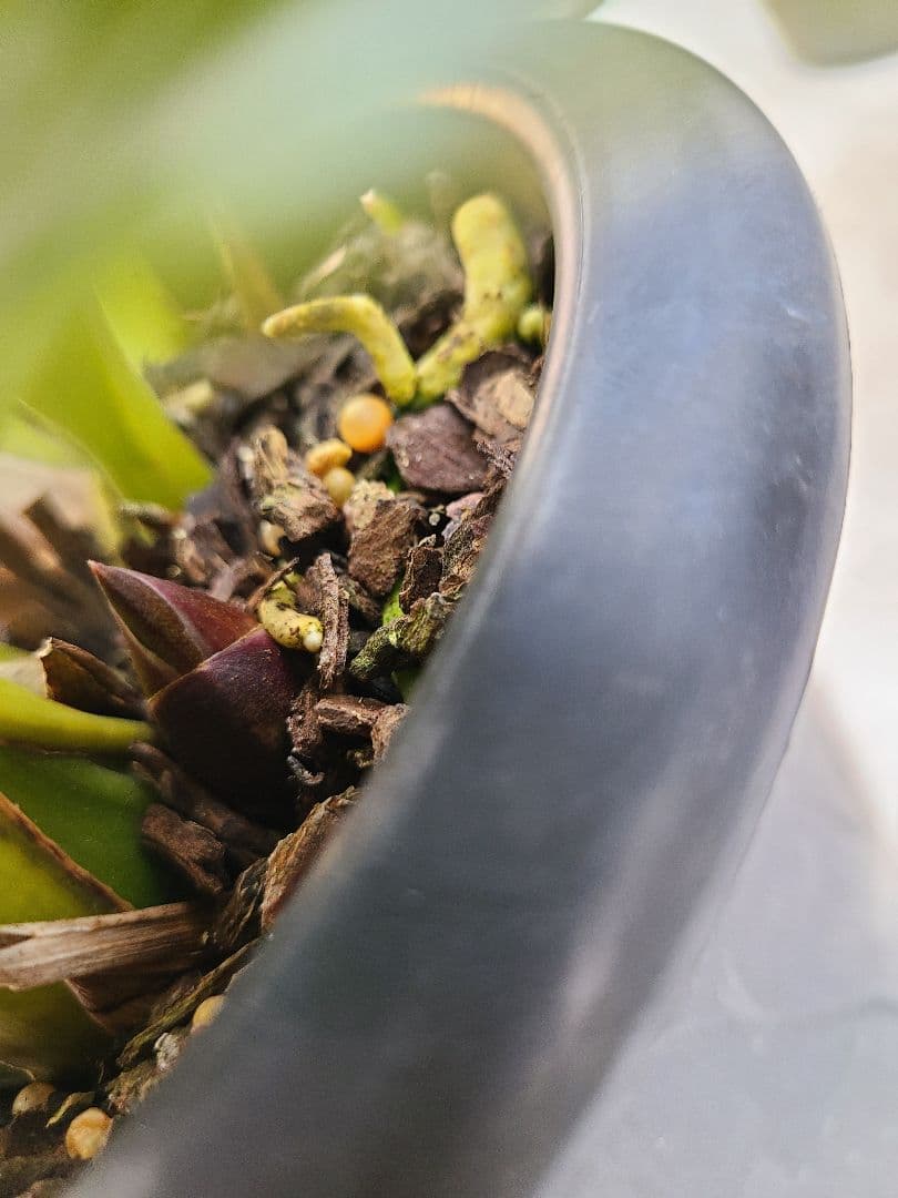 フォアゴットンフルーツ。花芽合計12個。5鉢セット。蜜蜂誘引蘭。日本蜜蜂。