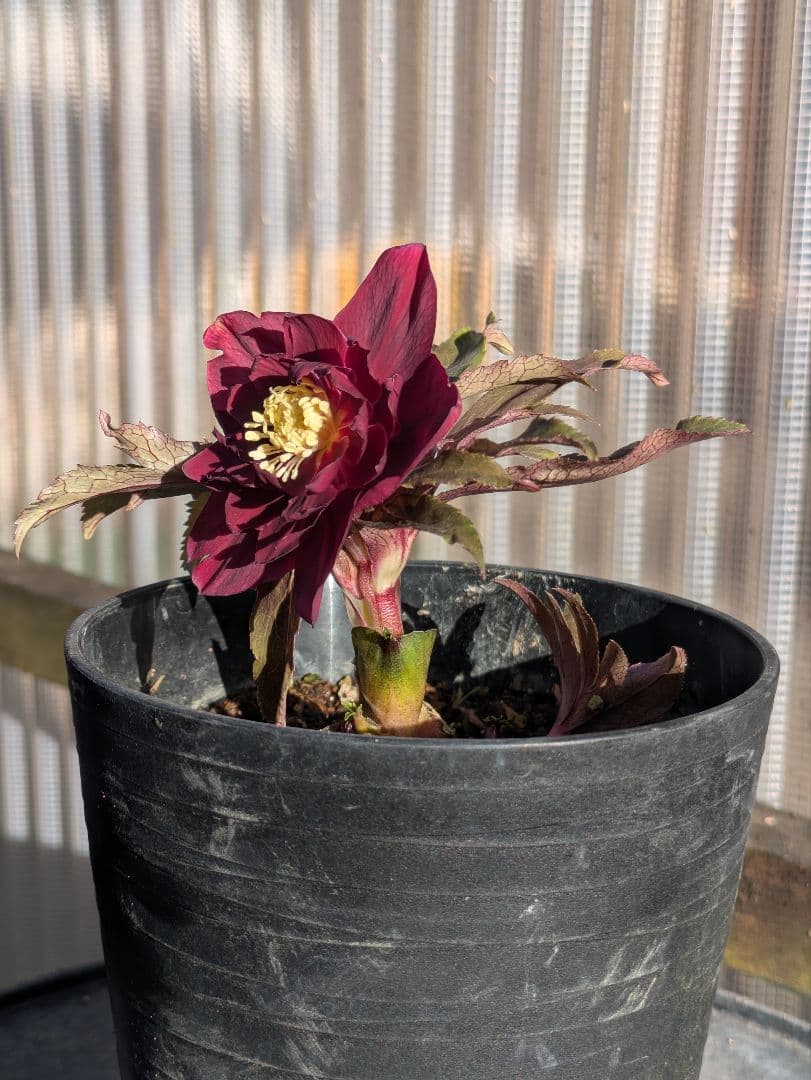 広瀬園芸 クリスマスローズ　ダブル 【ベルベットレッド】 極美個体