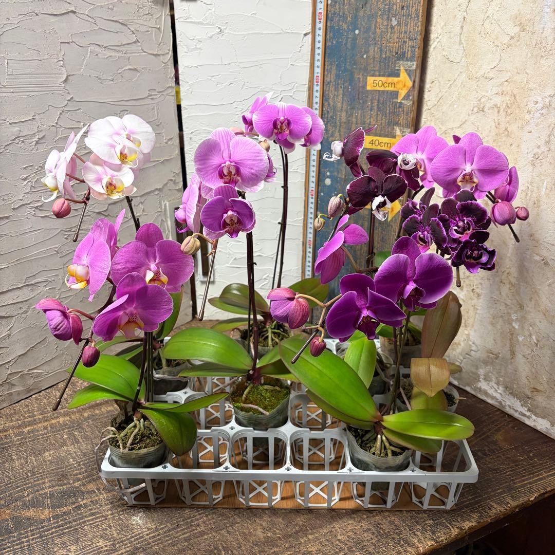 胡蝶蘭　変わり咲き入り　8ポット ファレノプシス