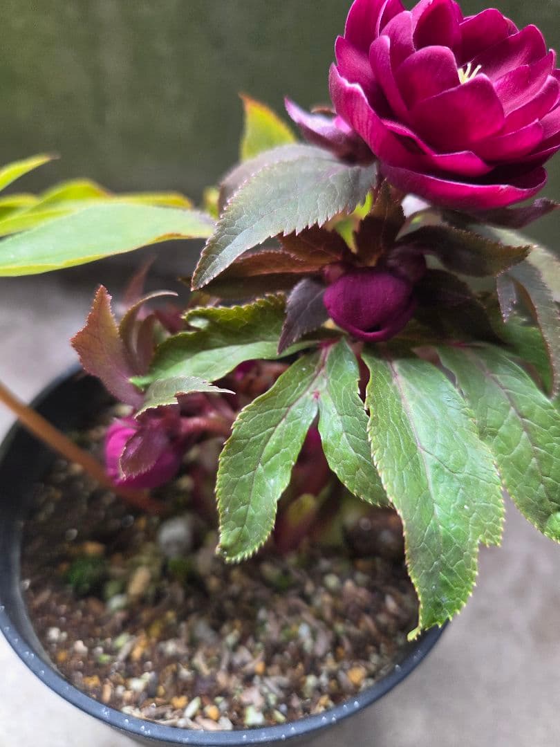 SALE　クリスマスローズ 広瀬園芸 レッドオーレア ダブル 開花株