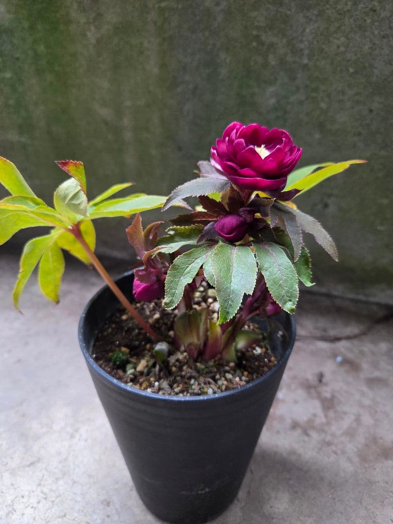 SALE　クリスマスローズ 広瀬園芸 レッドオーレア ダブル 開花株