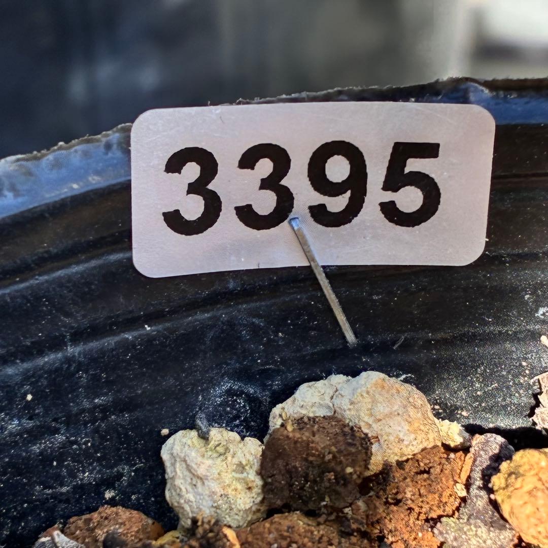 も*子様 ☘️蕾付き☘️NEW☘️レア☘️3395⭐️マイクロヒデコート⭐️小輪