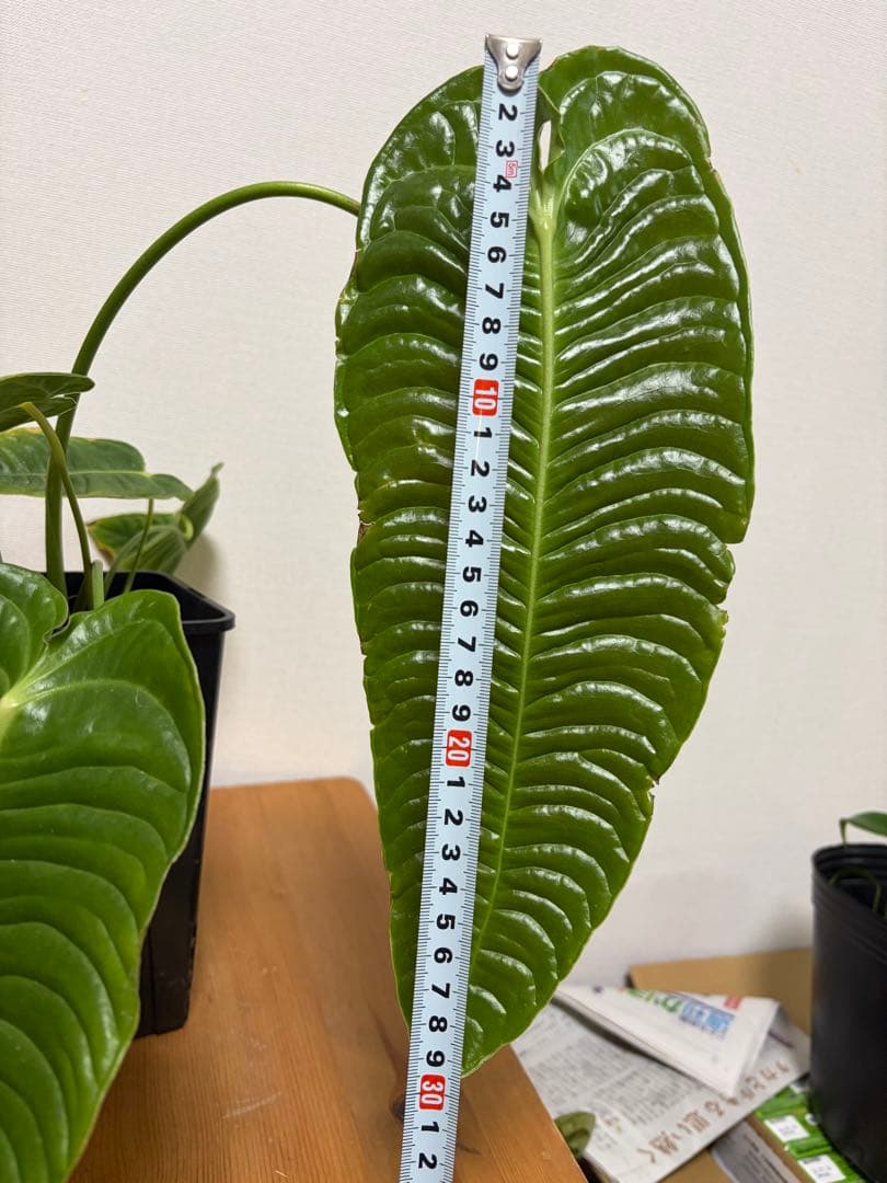 ＊アンスリウム　ベイチー　スーパーナロー　super narrow 4号＊