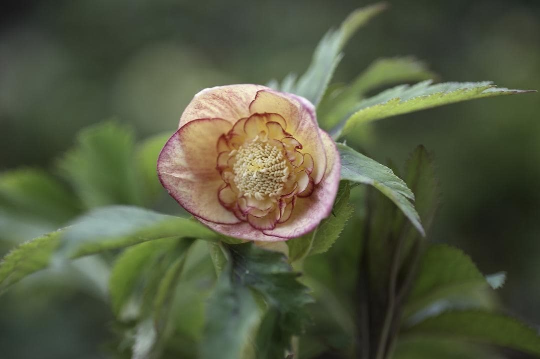 もり子「新春セール」クリスマスローズ セット