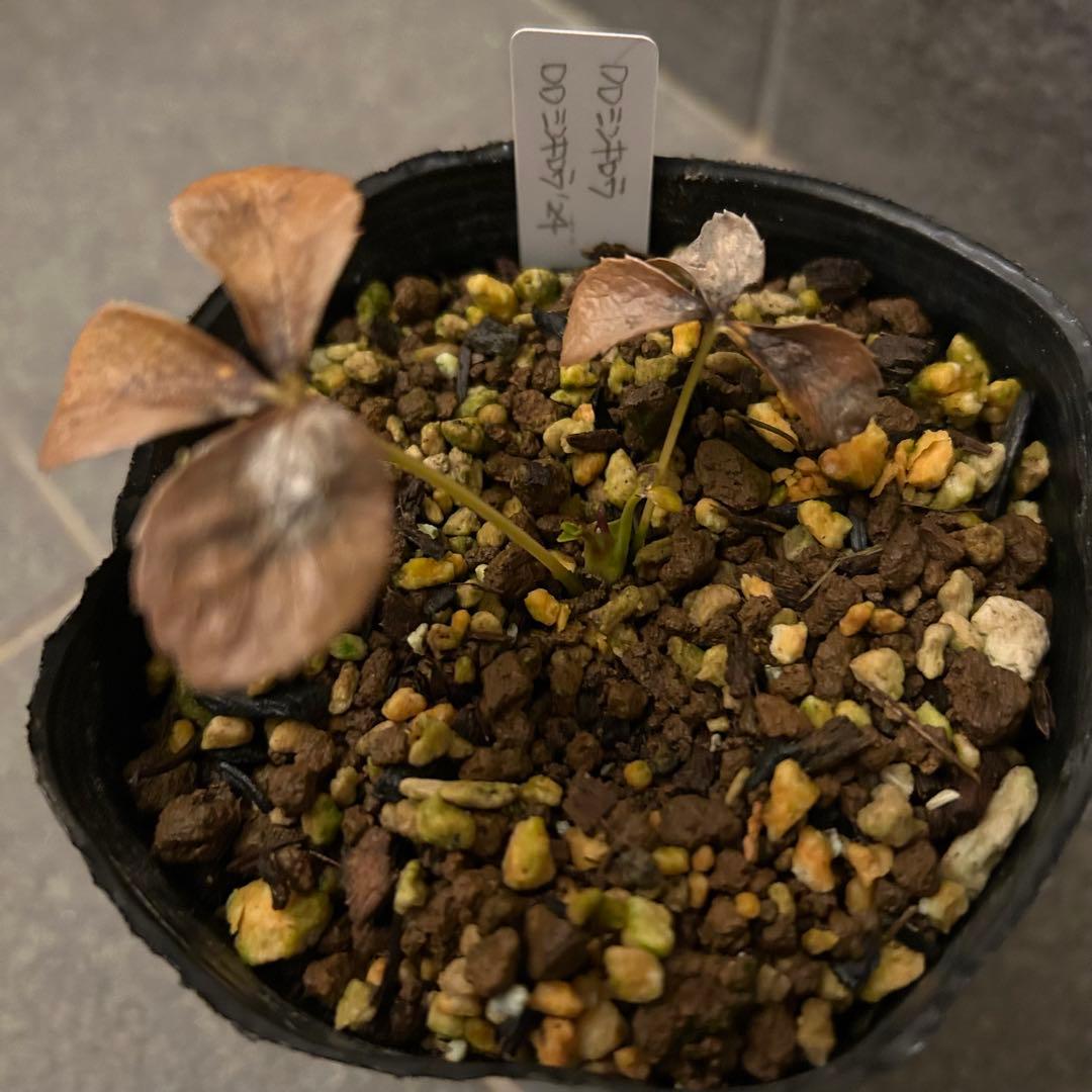 もり子「新春セール」クリスマスローズ セット