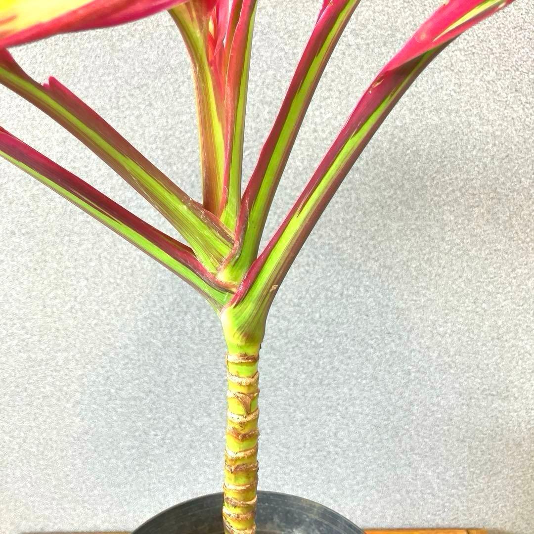 超希少❗️コルジリネ　ビリオンダイアモンド✨