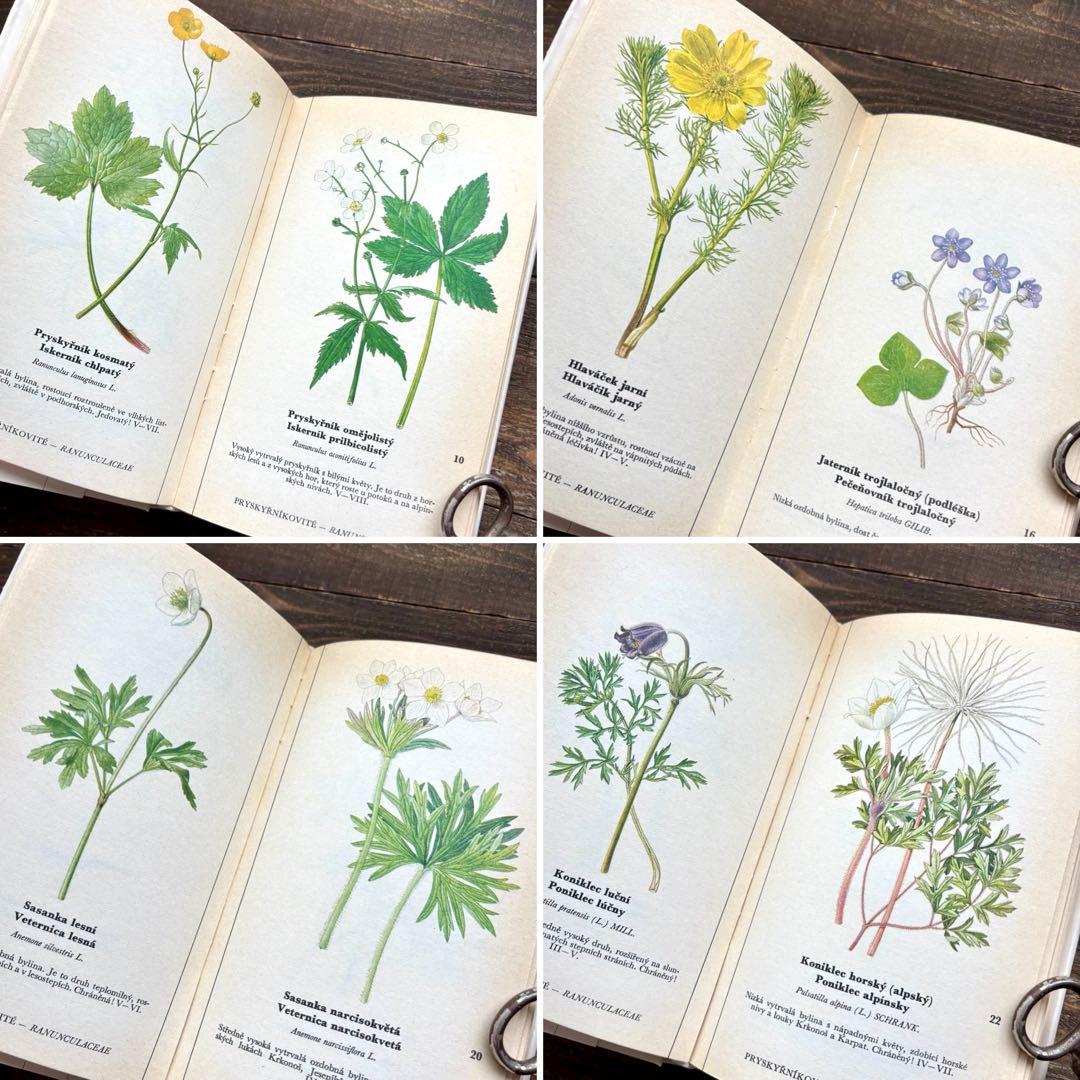 [698種類の植物画]チェコの古い植物図鑑2冊セット(1980年)/植物画/