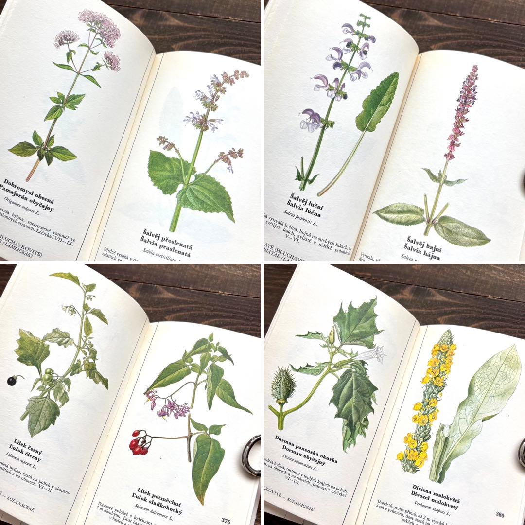[698種類の植物画]チェコの古い植物図鑑2冊セット(1980年)/植物画/