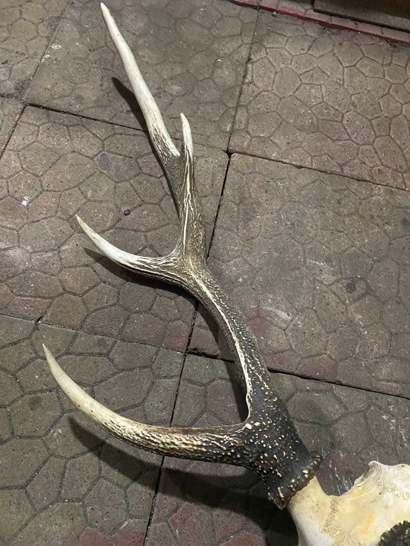 ム*☆様 蝦夷鹿hunting trophy（deer skull）