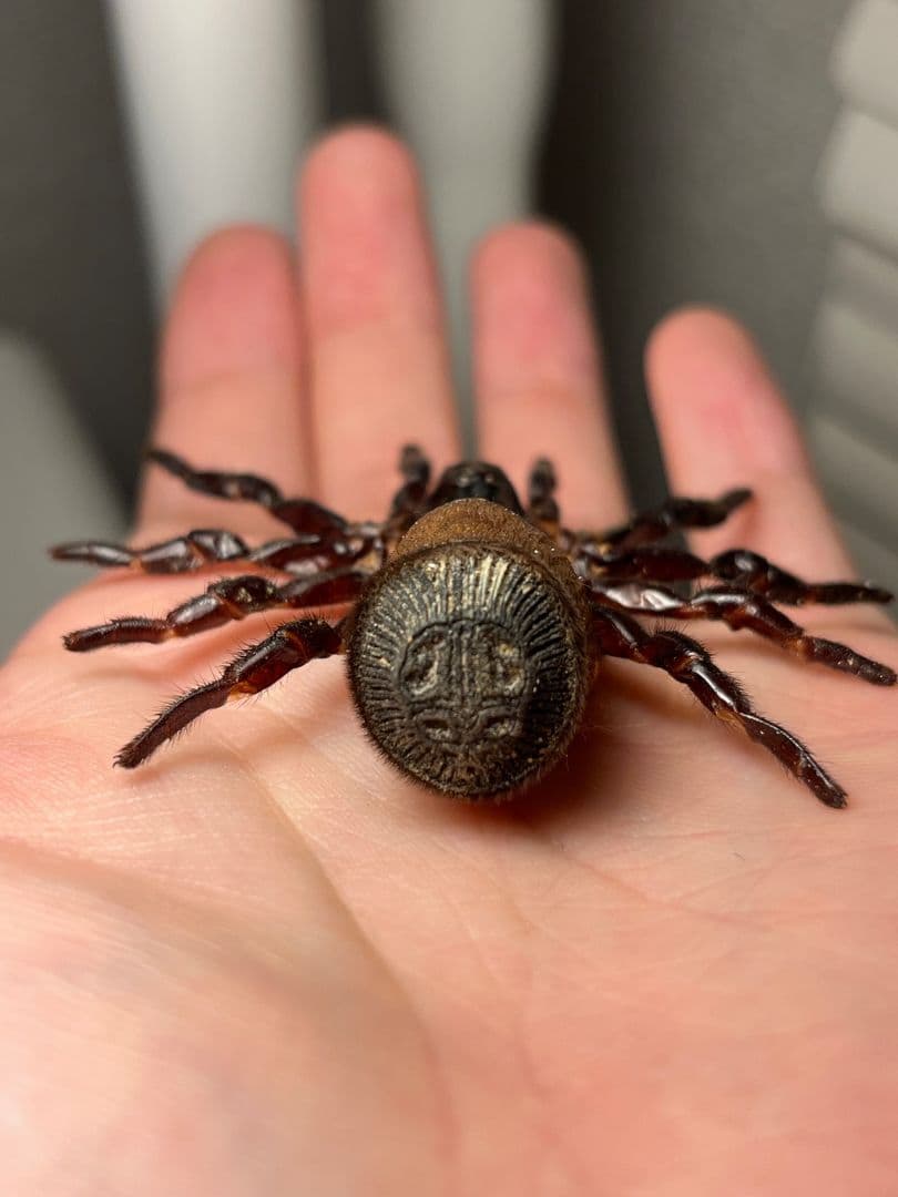 【特大】シリキレグモ トラップドアスパイダー タランチュラ ムカデ