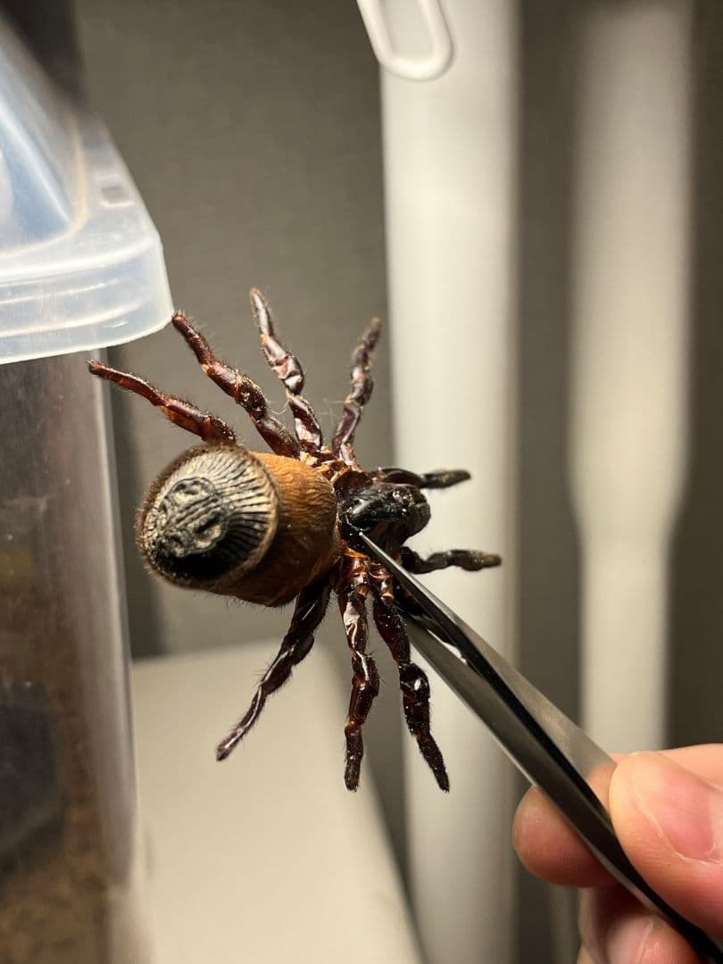 【特大】シリキレグモ トラップドアスパイダー タランチュラ ムカデ