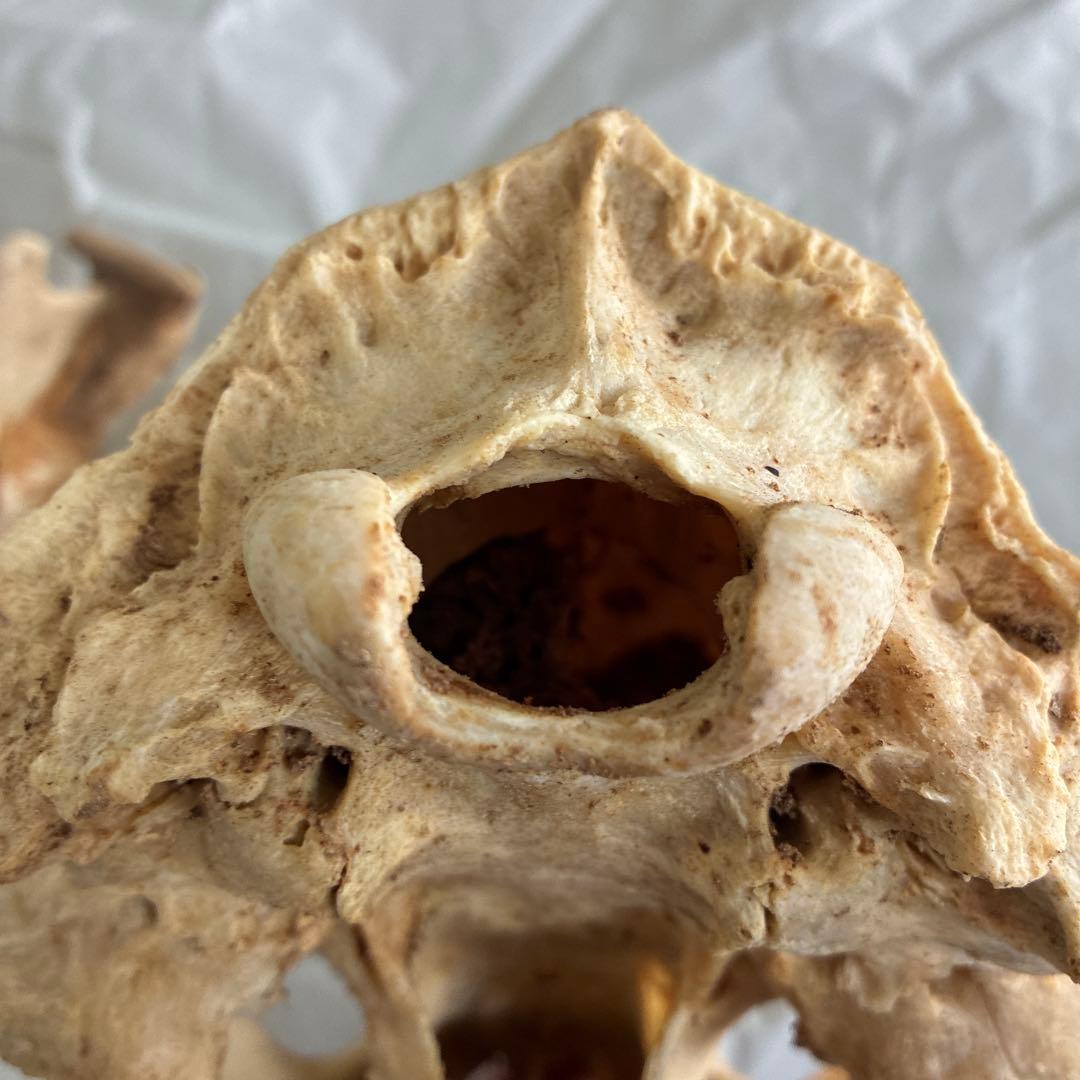 ツキノワグマ　頭骨　頭蓋骨　標本　置物