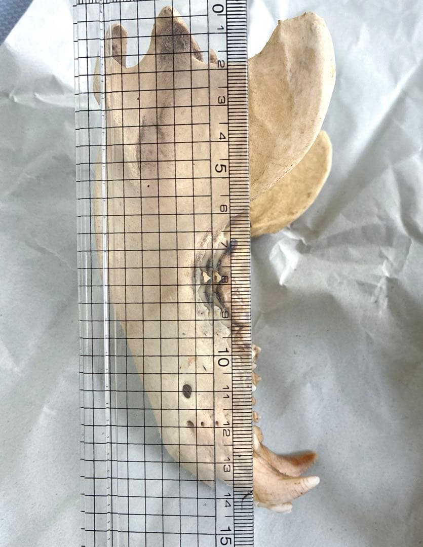 ツキノワグマ　頭骨　頭蓋骨　標本　置物