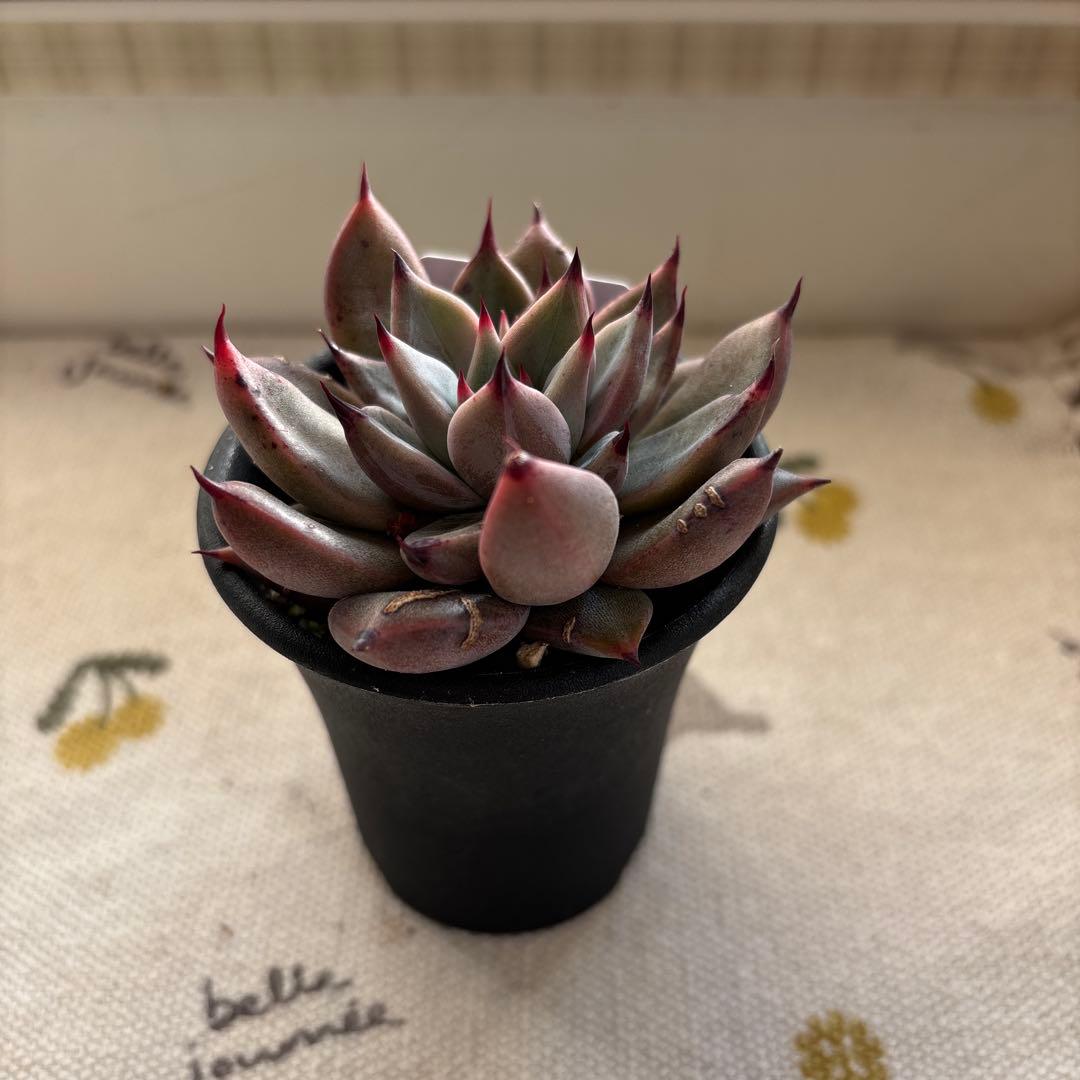 Echeveria、5点セットです(^-^)