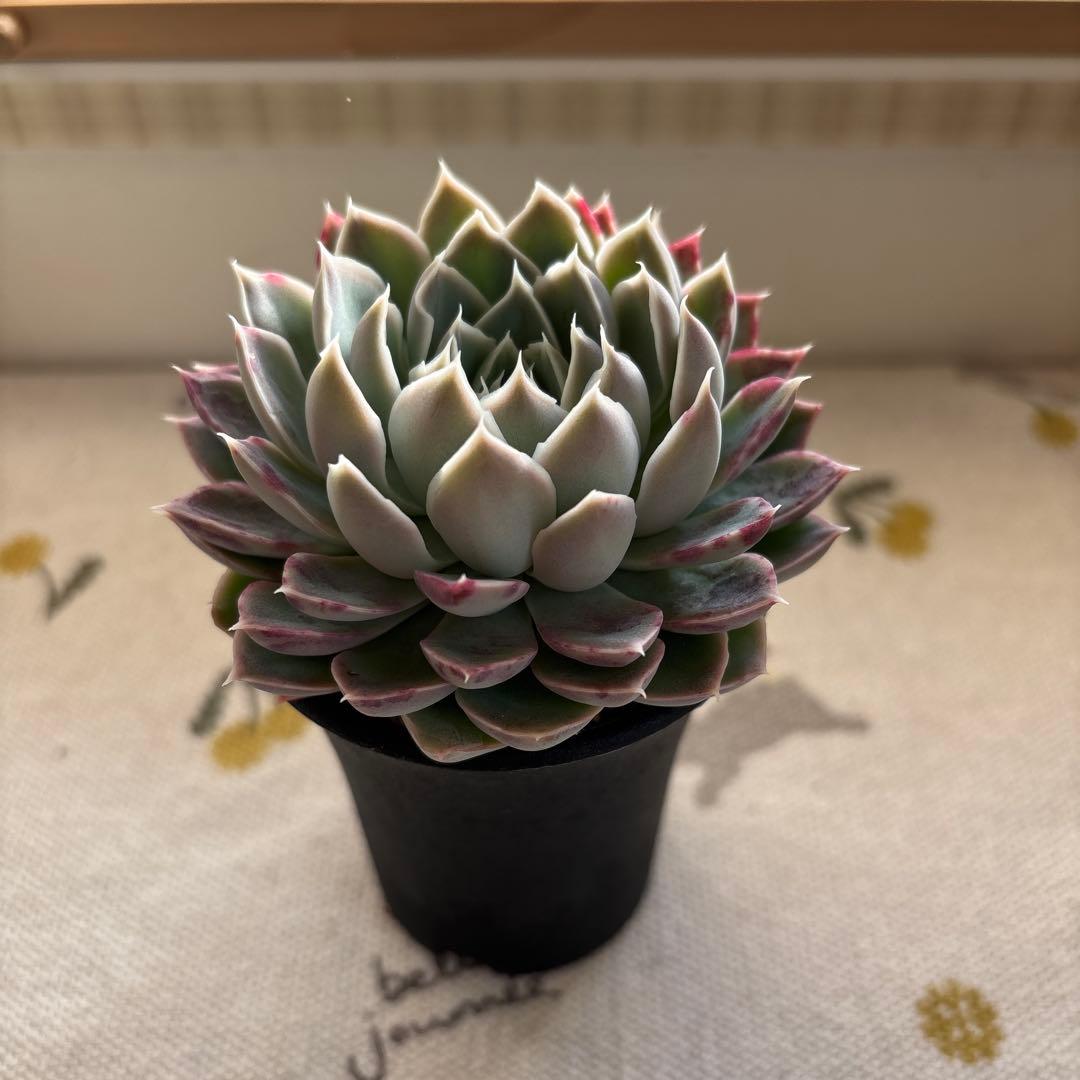 Echeveria、5点セットです(^-^)