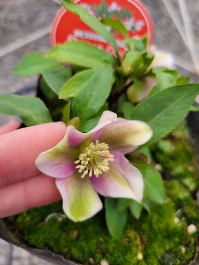 プチドール　シングル　クリスマスローズ