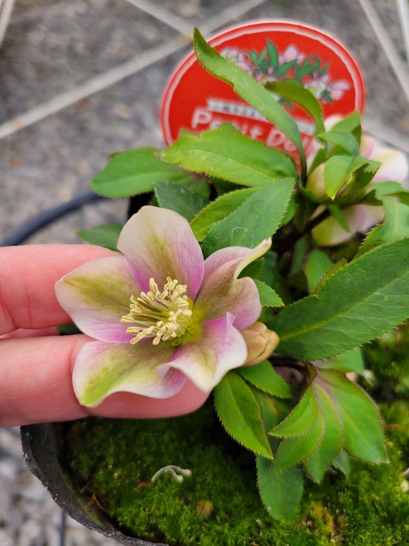 プチドール　シングル　クリスマスローズ