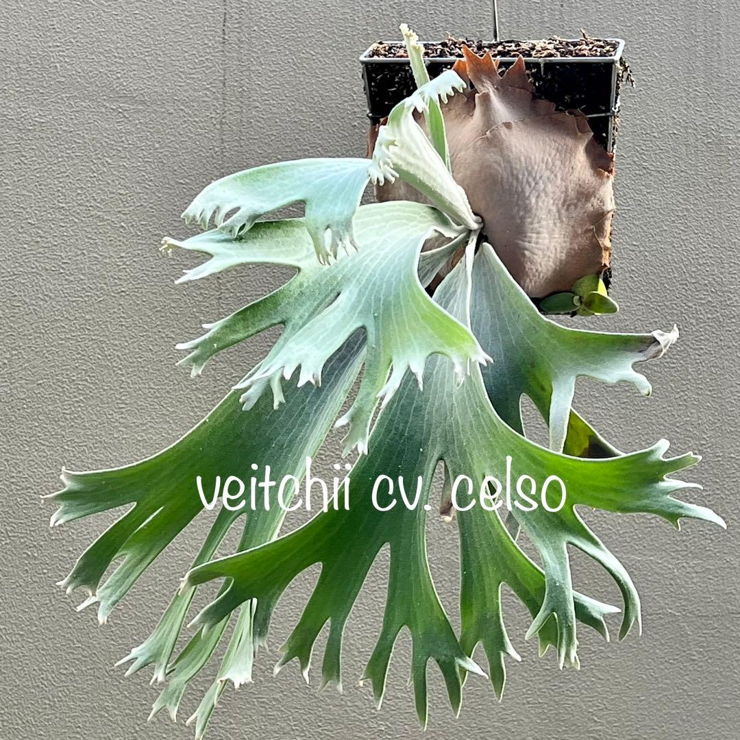 OC株 veitchii cv.celso Tatsutaセルソビカクシダ18