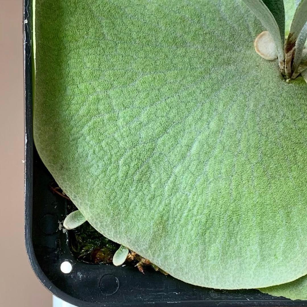 OC株 veitchii cv.celso Tatsutaセルソビカクシダ18