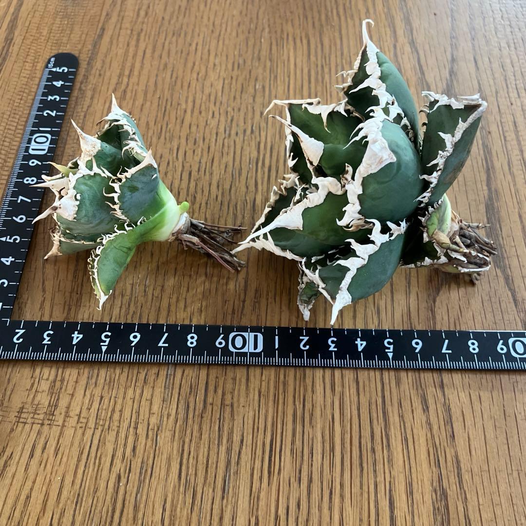 【初売りセット⑧】92 選抜2株　アガベ　白豪刺　狼人　白棘対決　TC【速達】