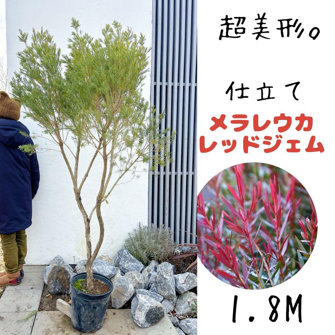 ※まさ 超美形。仕立てメラレウカ レッドジェム1.8M(鉢底から)品番C