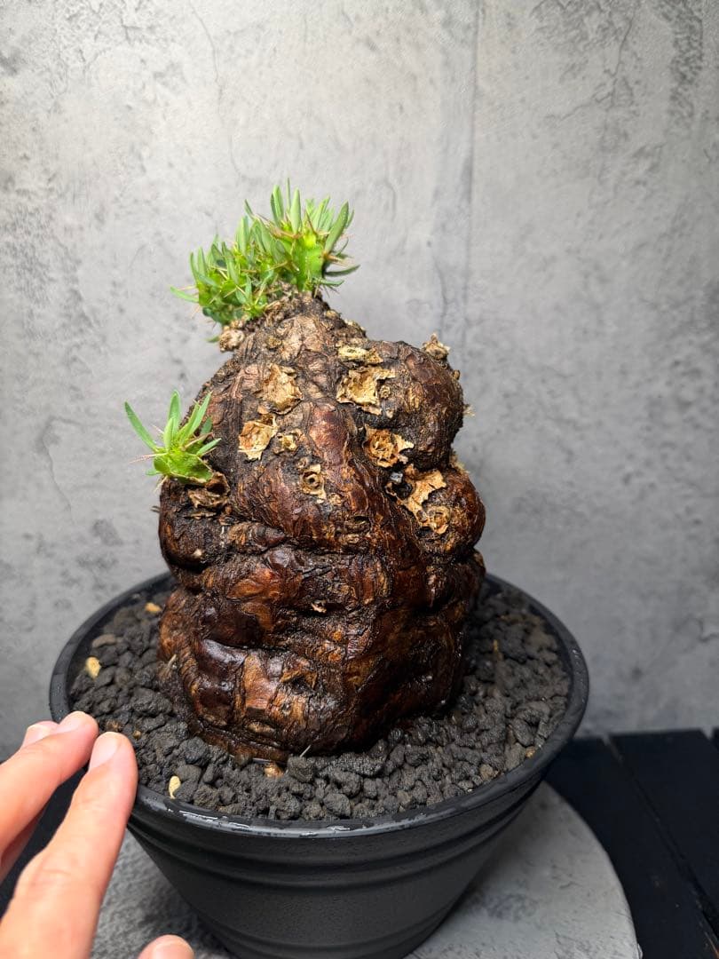 ユーフォルビア　ムランジーナ　美樹形　コレクション株