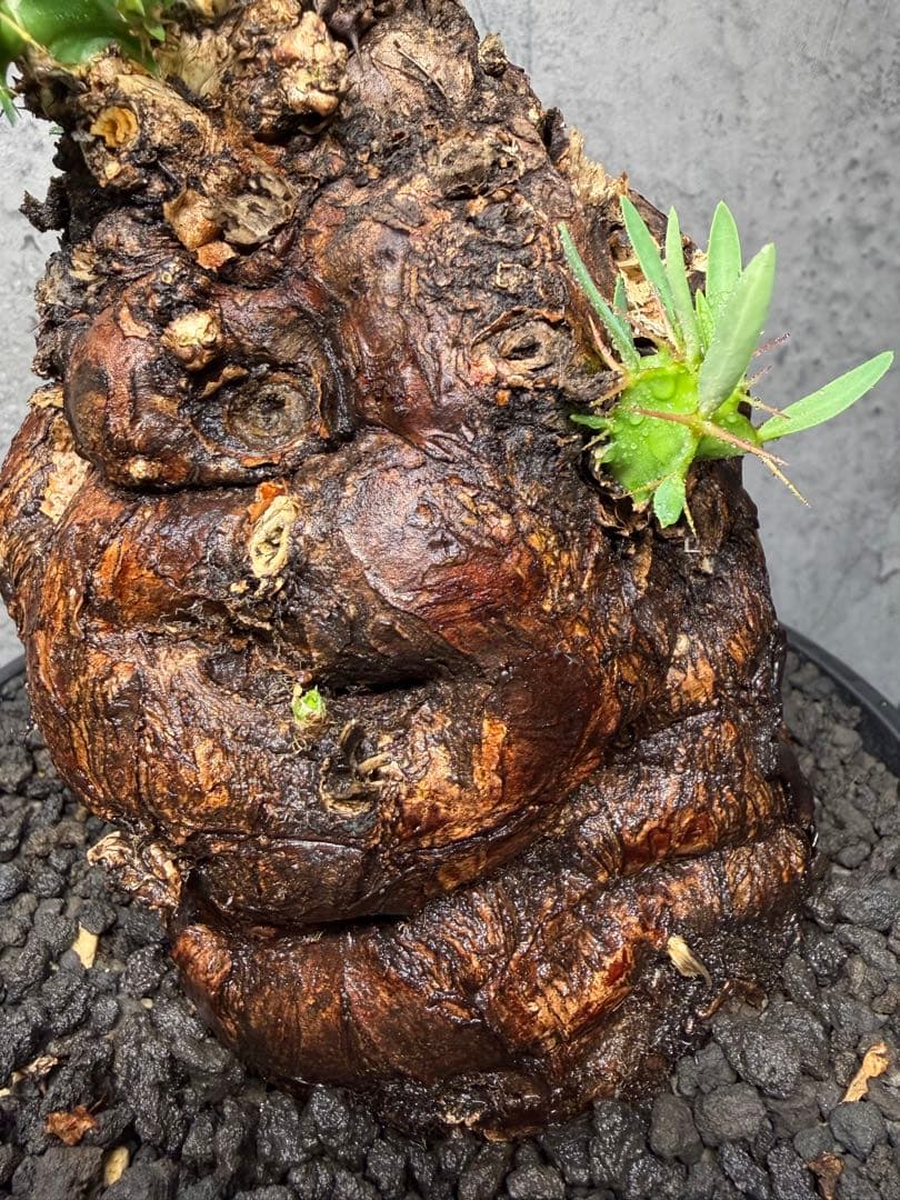 ユーフォルビア　ムランジーナ　美樹形　コレクション株