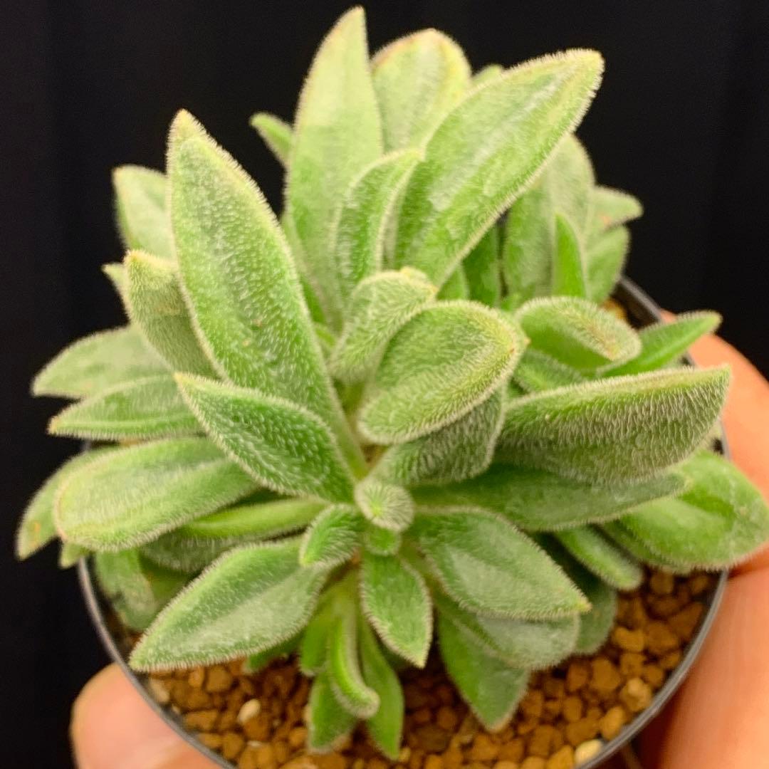 ぱちさんページ